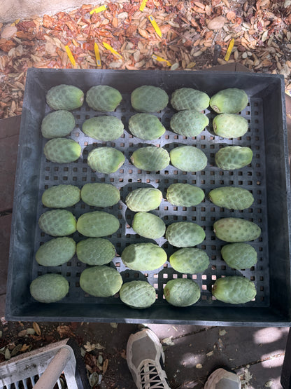 Tephrocactus x41
