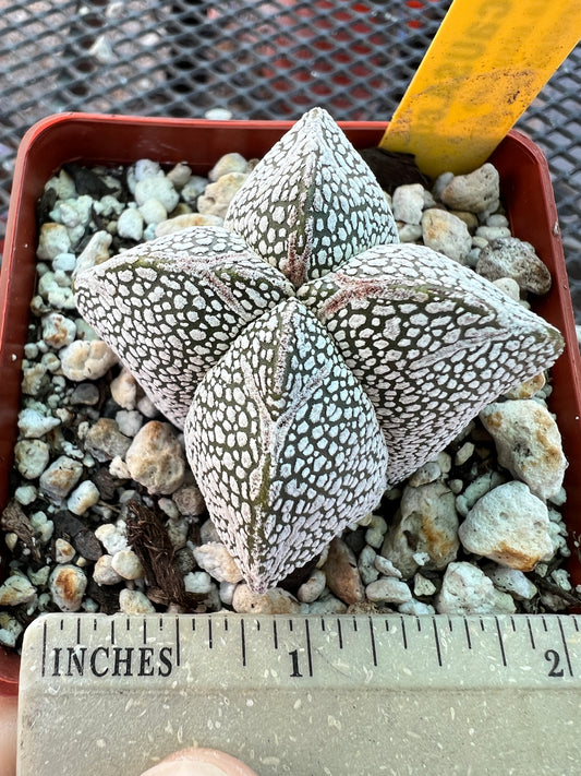 Astrophytum onzuka cactus #5