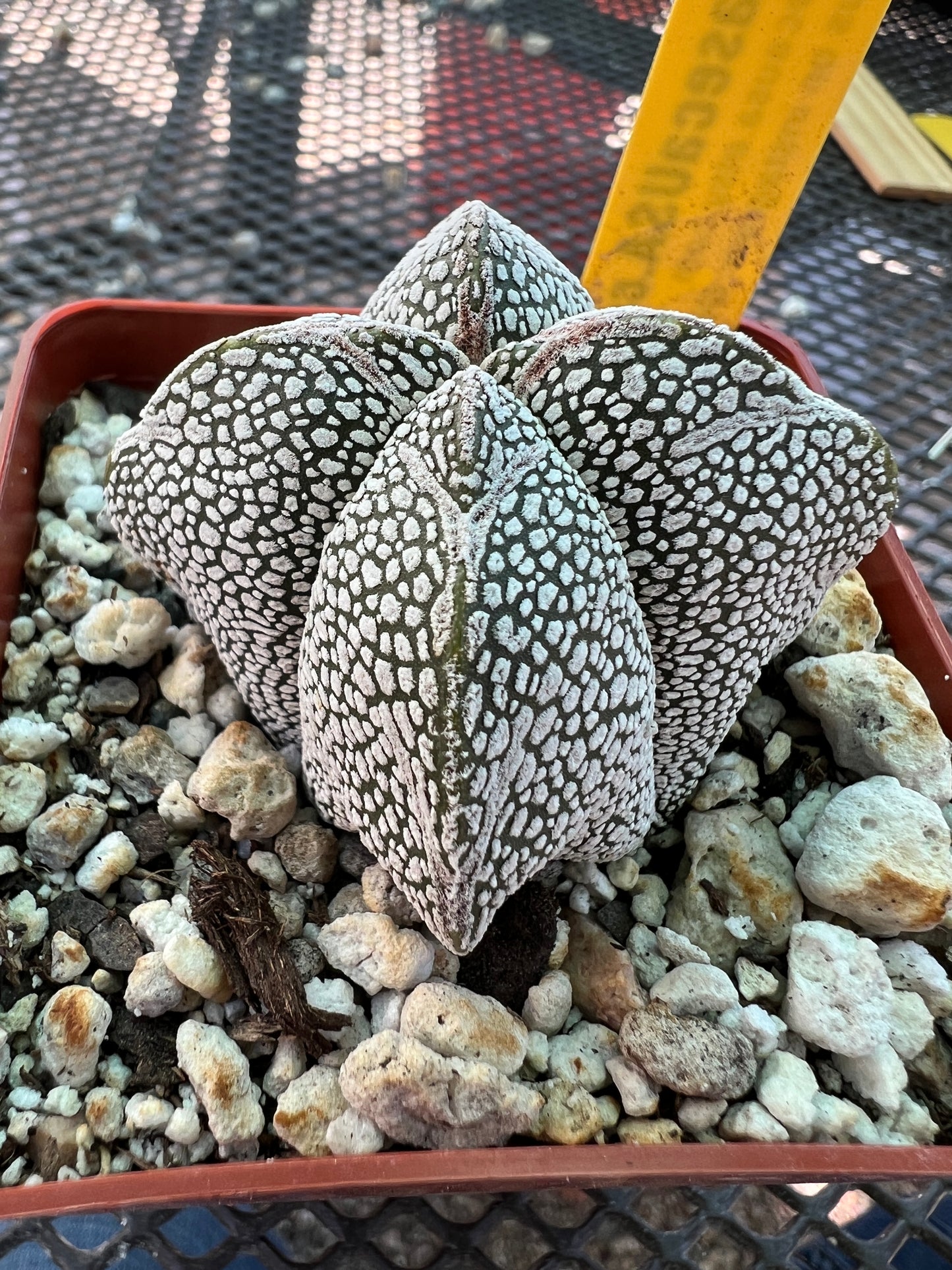 Astrophytum onzuka cactus #5