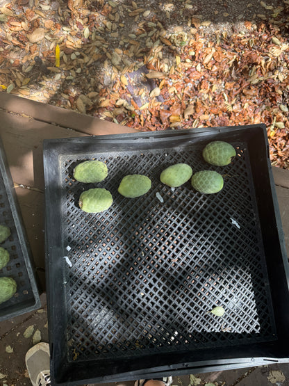 Tephrocactus x41