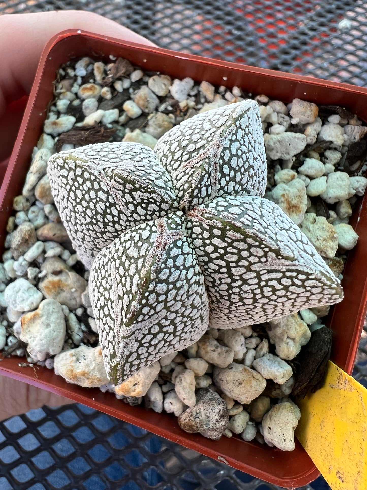 Astrophytum onzuka cactus #5