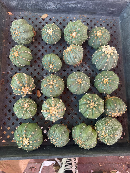 Astrophytum asterias bulk deal #1 2-3 inch plants 20 count
