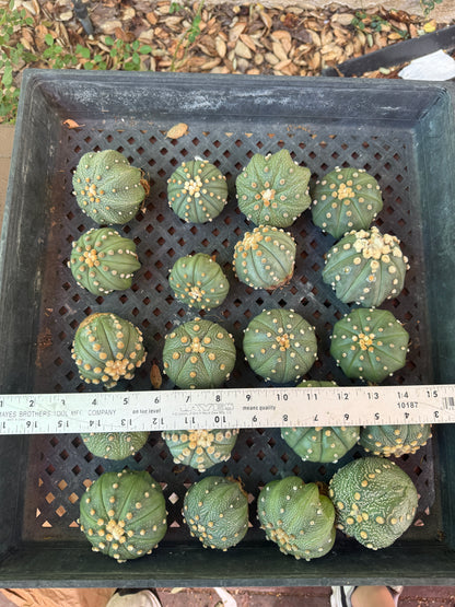 Astrophytum asterias bulk deal #1 2-3 inch plants 20 count