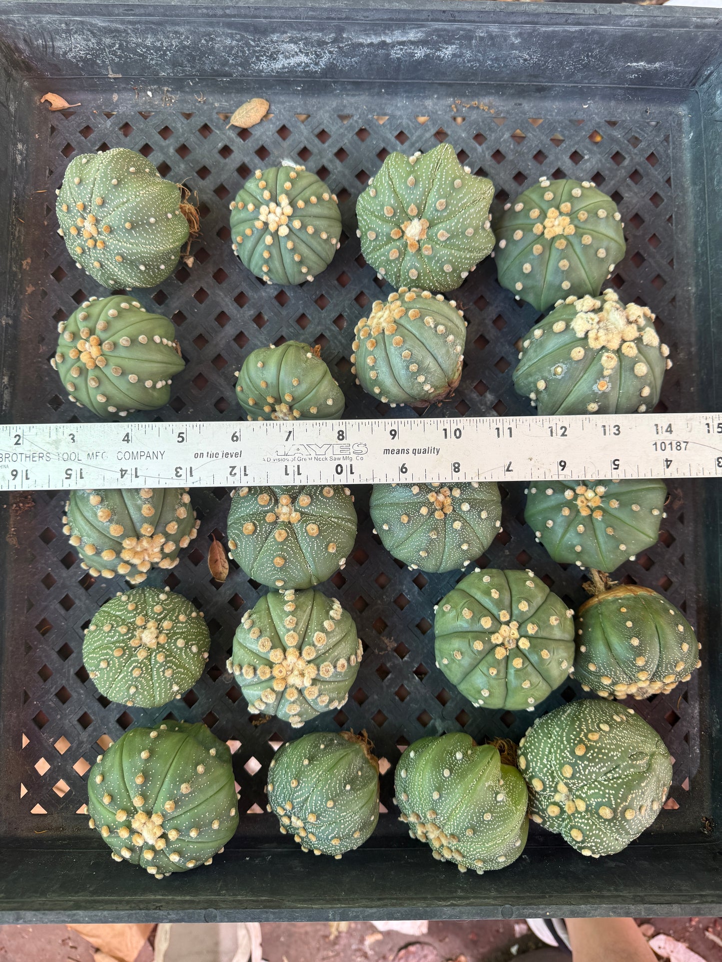 Astrophytum asterias bulk deal #1 2-3 inch plants 20 count