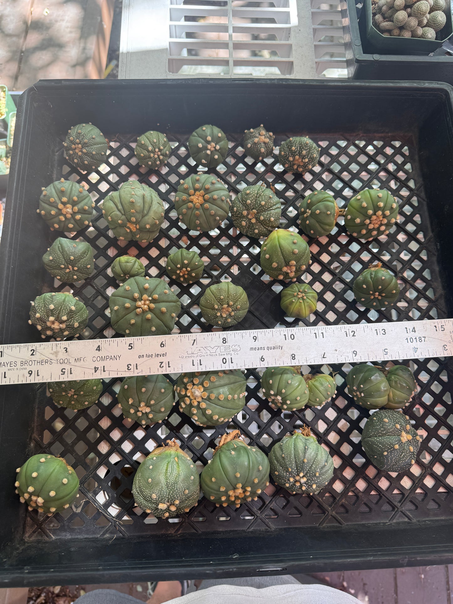 Astrophytum asterias 30 plants bulk 100$ #2