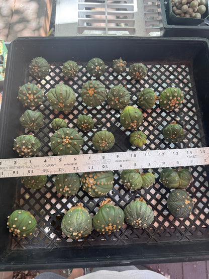 Astrophytum asterias 30 plants bulk 100$ #2
