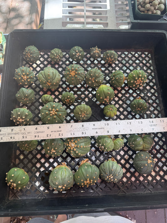 Astrophytum asterias 30 plants bulk 100$ #2