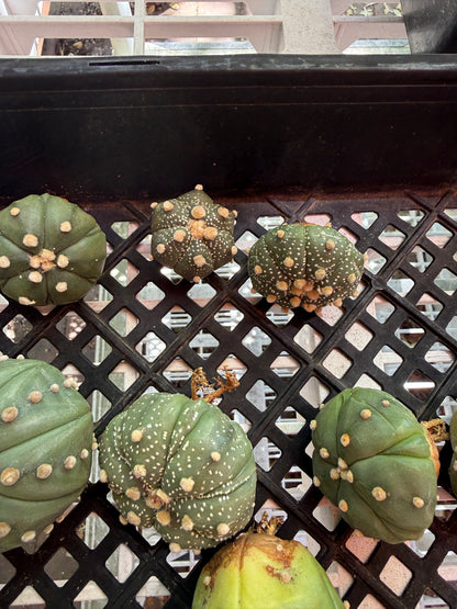 Astrophytum asterias 30 plants bulk 100$ #2