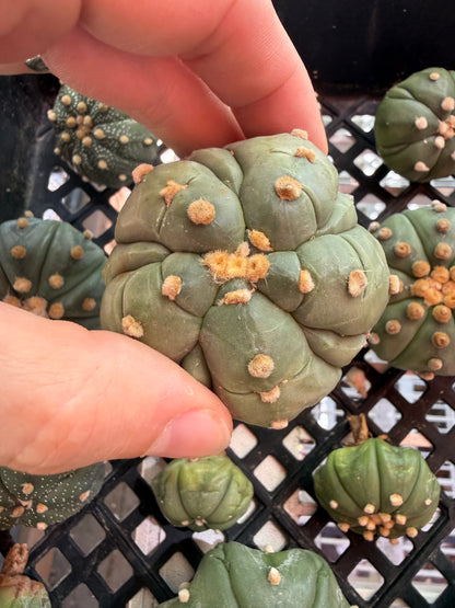 Astrophytum asterias 30 plants bulk 100$ #2