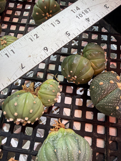 Astrophytum asterias 30 plants bulk 100$ #2