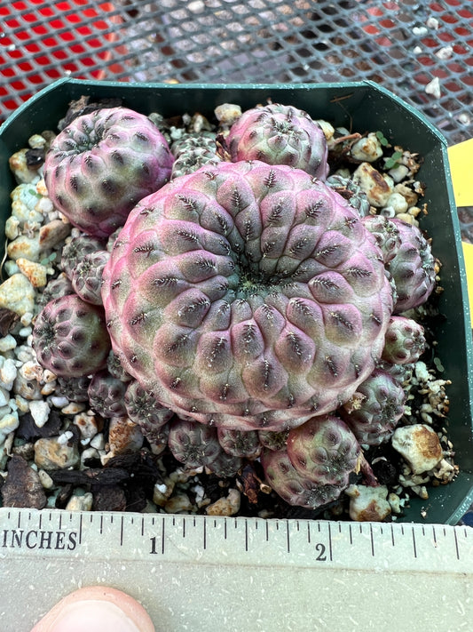 Sulcorebutia rauschii violaceidermis cv. Mars cactus #3