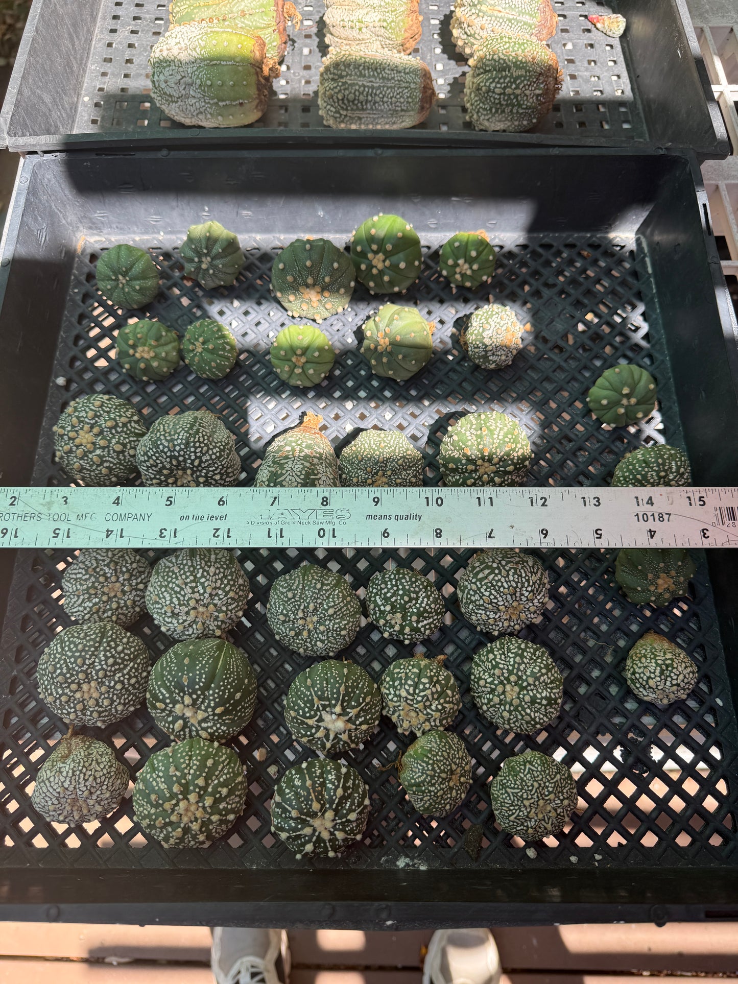 Astrophytum bulk 34 plants 100$ shipped #3