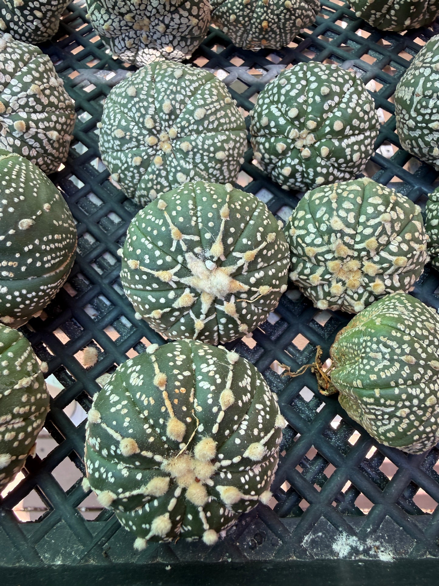 Astrophytum bulk 34 plants 100$ shipped #3
