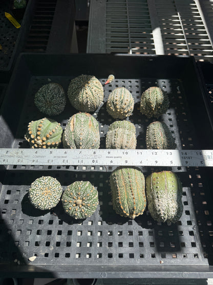 Astrophytum super kabuto 12 large plants for 100$ shipped