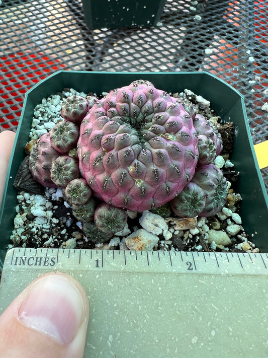 Sulcorebutia rauschii violaceidermis cv. Mars cactus #4