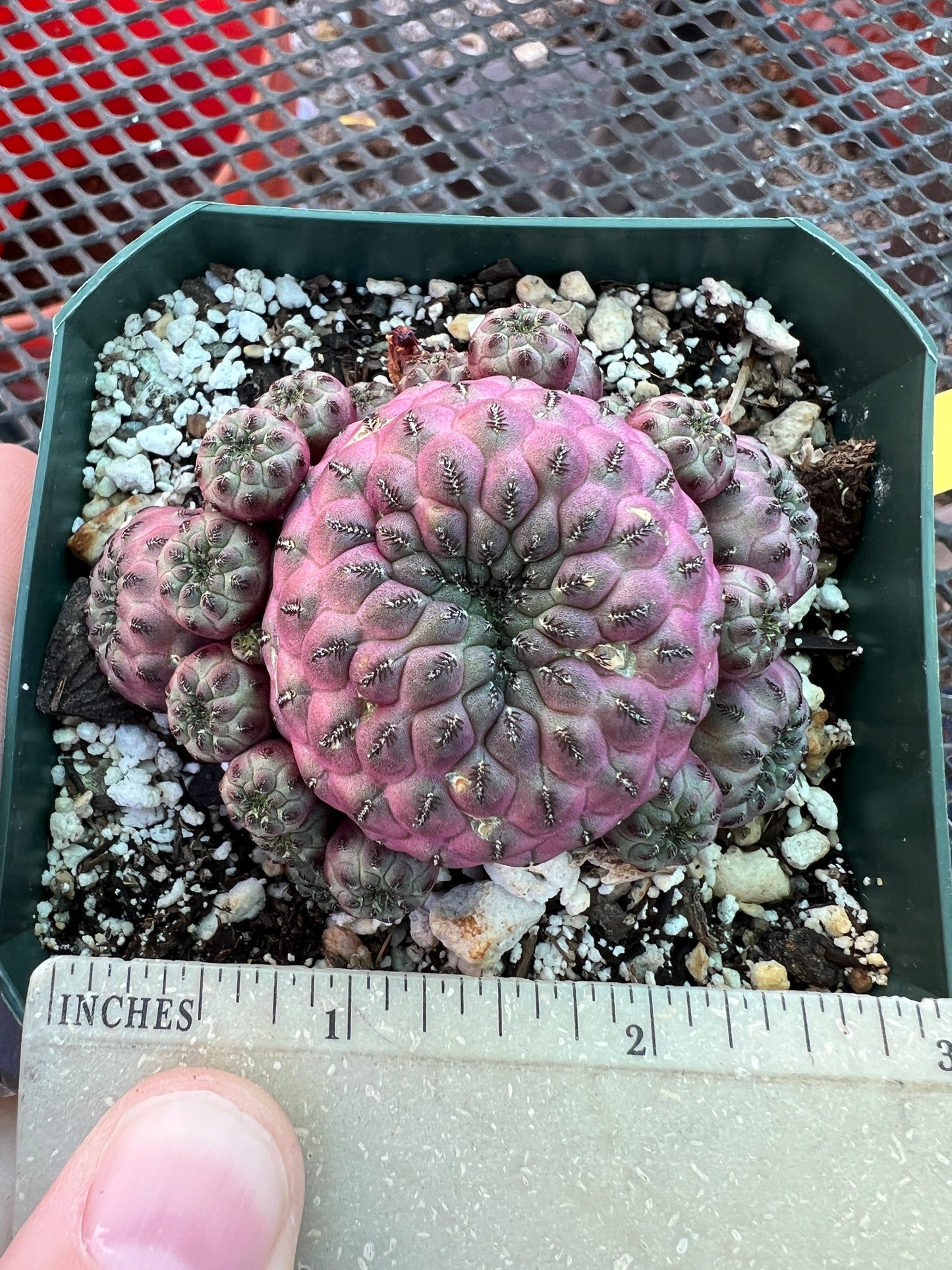 Sulcorebutia rauschii violaceidermis cv. Mars cactus #4