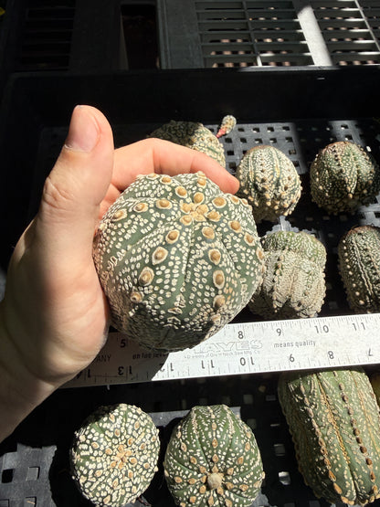 Astrophytum super kabuto 12 large plants for 100$ shipped