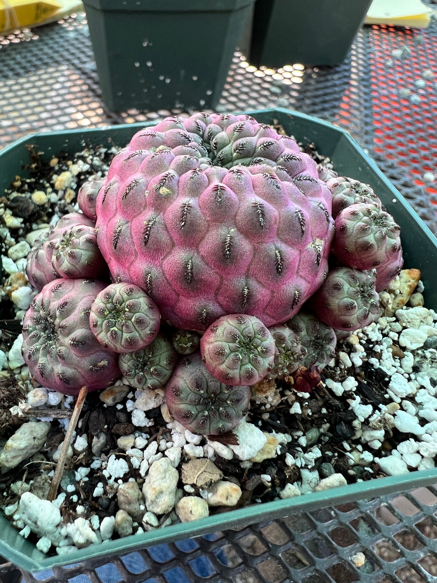 Sulcorebutia rauschii violaceidermis cv. Mars cactus #4