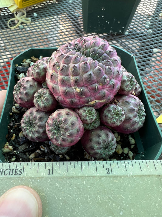 Sulcorebutia rauschii violaceidermis cv. Mars cactus #5