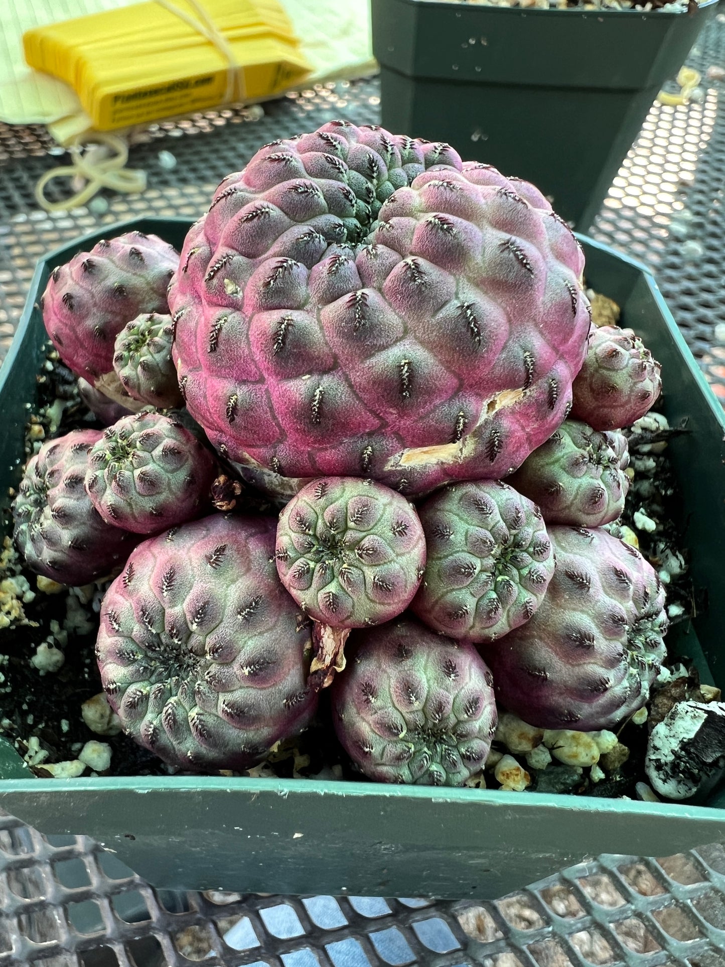 Sulcorebutia rauschii violaceidermis cv. Mars cactus #5