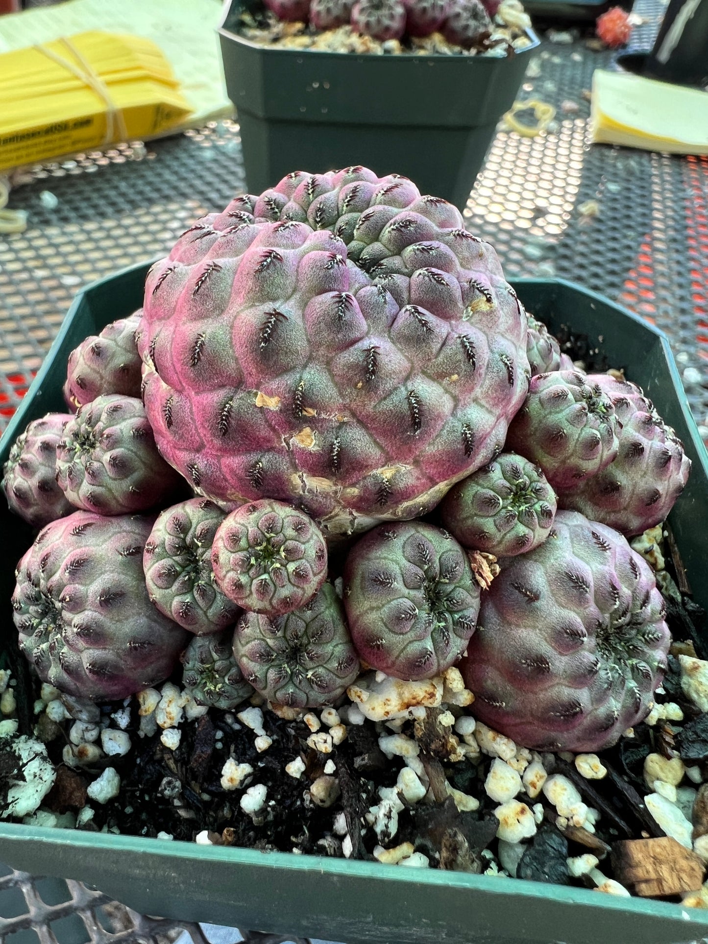 Sulcorebutia rauschii violaceidermis cv. Mars cactus #5