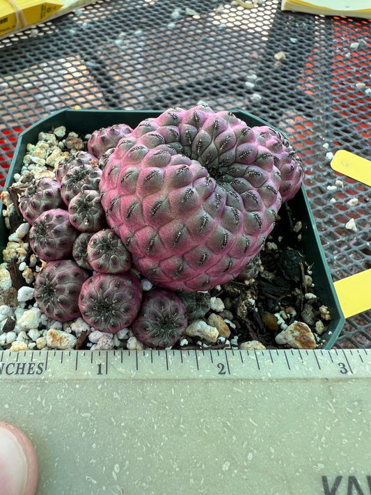 Sulcorebutia rauschii violaceidermis cv. Mars cactus #6