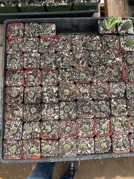 5 gymnocalycium cabreraense VoS 16-2122 one inch size for 100$ shipped! 5 plants