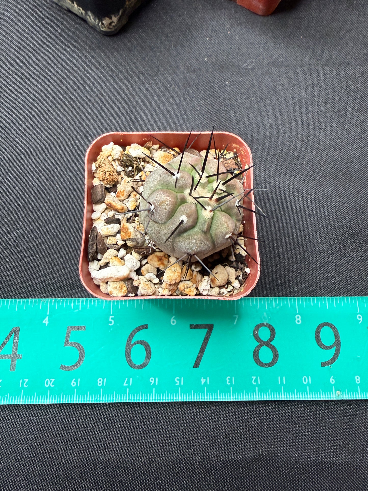 Copiapoa cinerea 1inch+ 838
