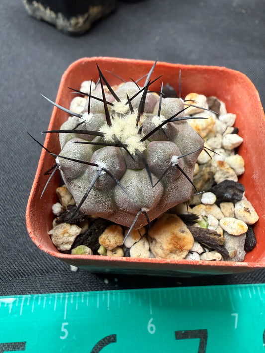 Copiapoa cinerea 272