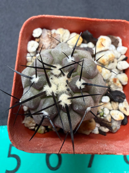 Copiapoa cinerea 272