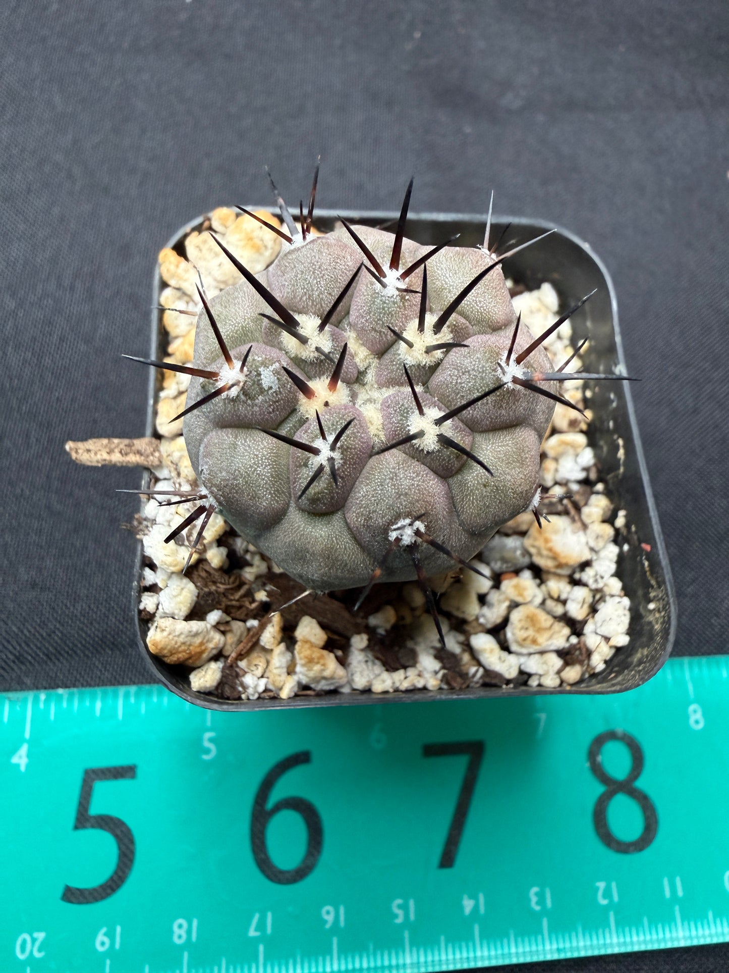 Copiapoa cinerea 719