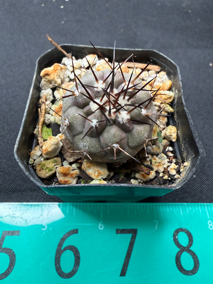 Copiapoa cinerea 772