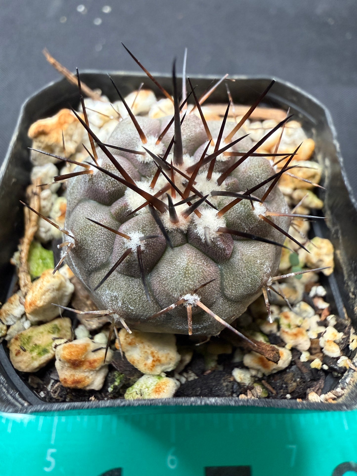 Copiapoa cinerea 772