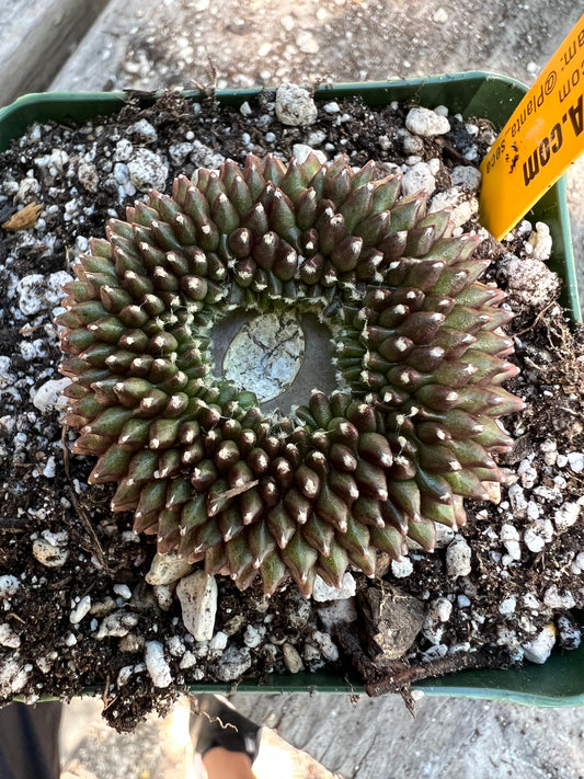 Gymnocalycium mihanovichii inermis crest #4