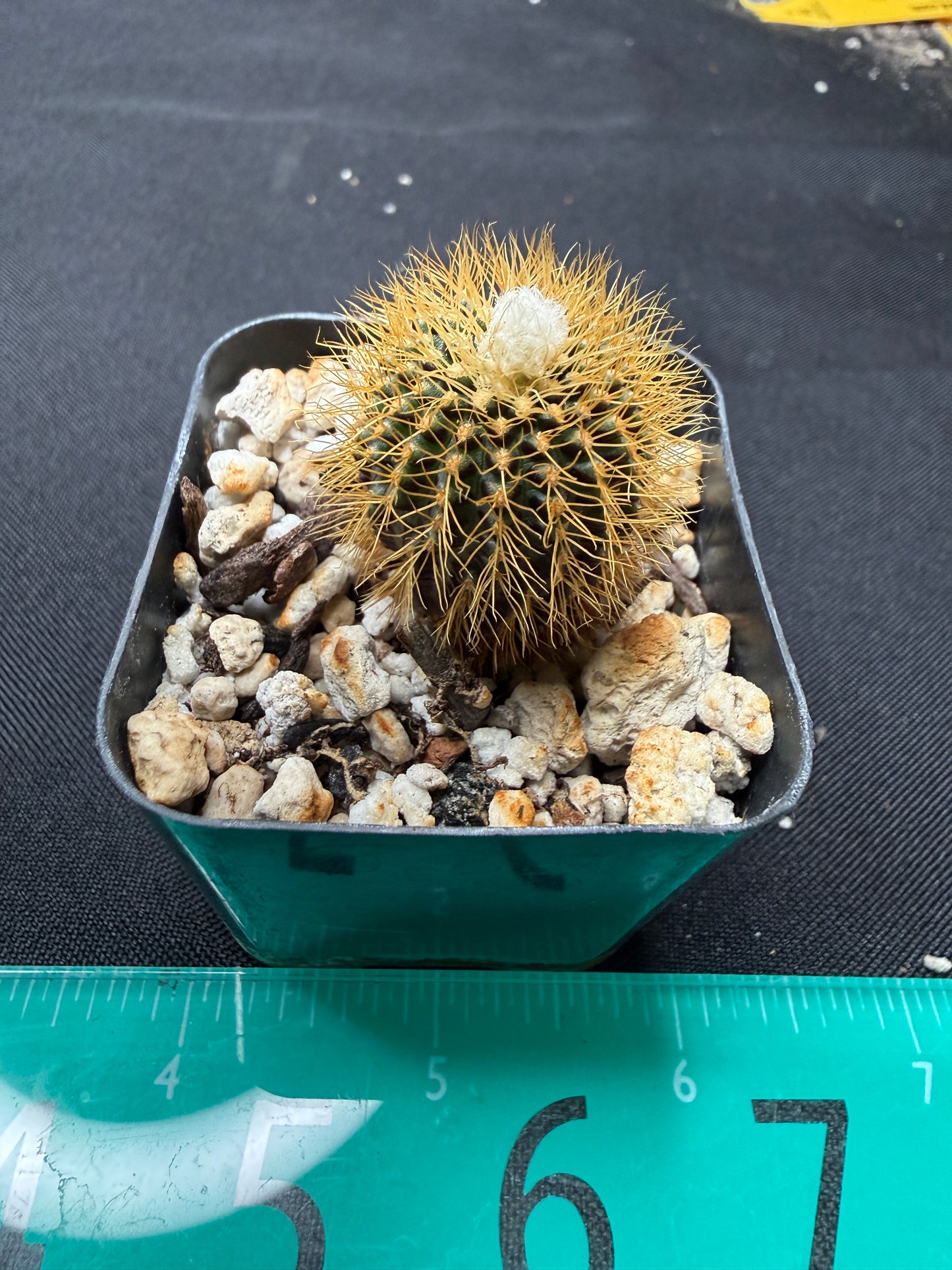 Frailea mammifera rare 788