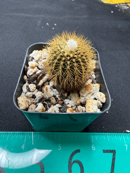 Frailea mammifera rare 788