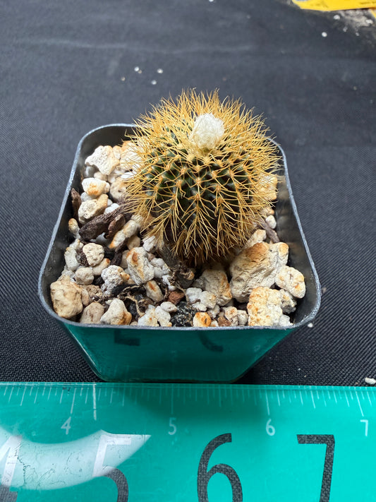 Frailea mammifera rare 788