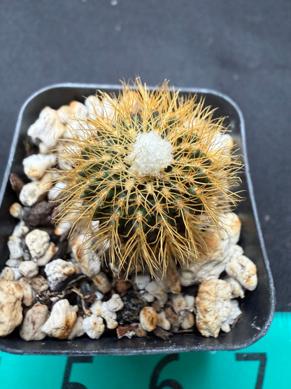 Frailea mammifera rare 788