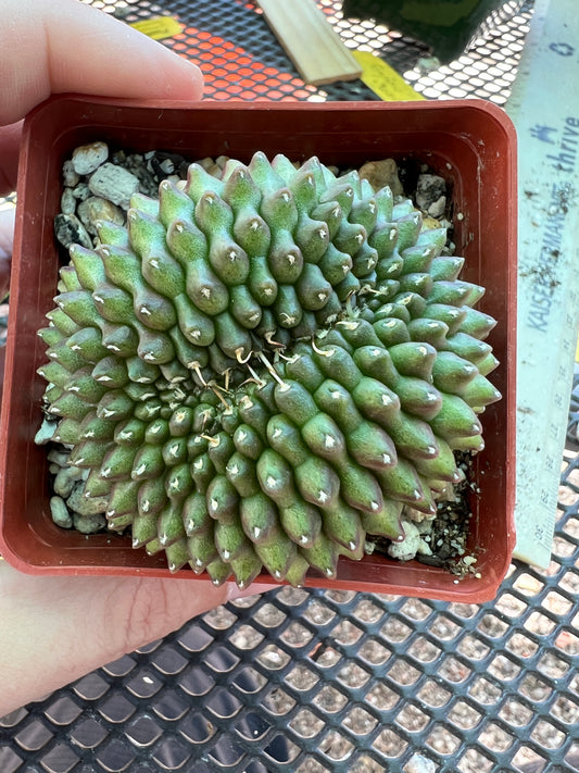 Gymnocalycium mihanovichii inermis crest in 2.75 inch pot #2