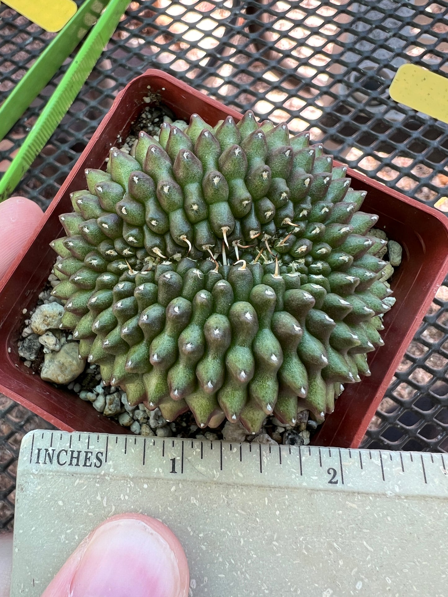 Gymnocalycium mihanovichii inermis crest in 2.75 inch pot #2