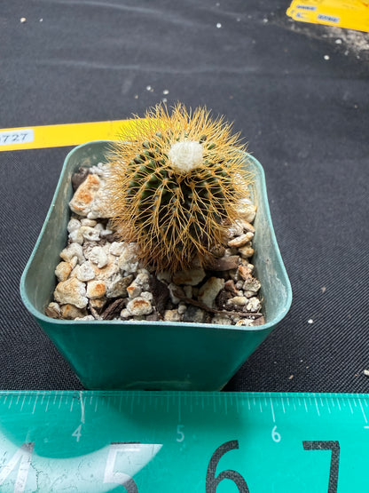 Frailea mammifera rare 727