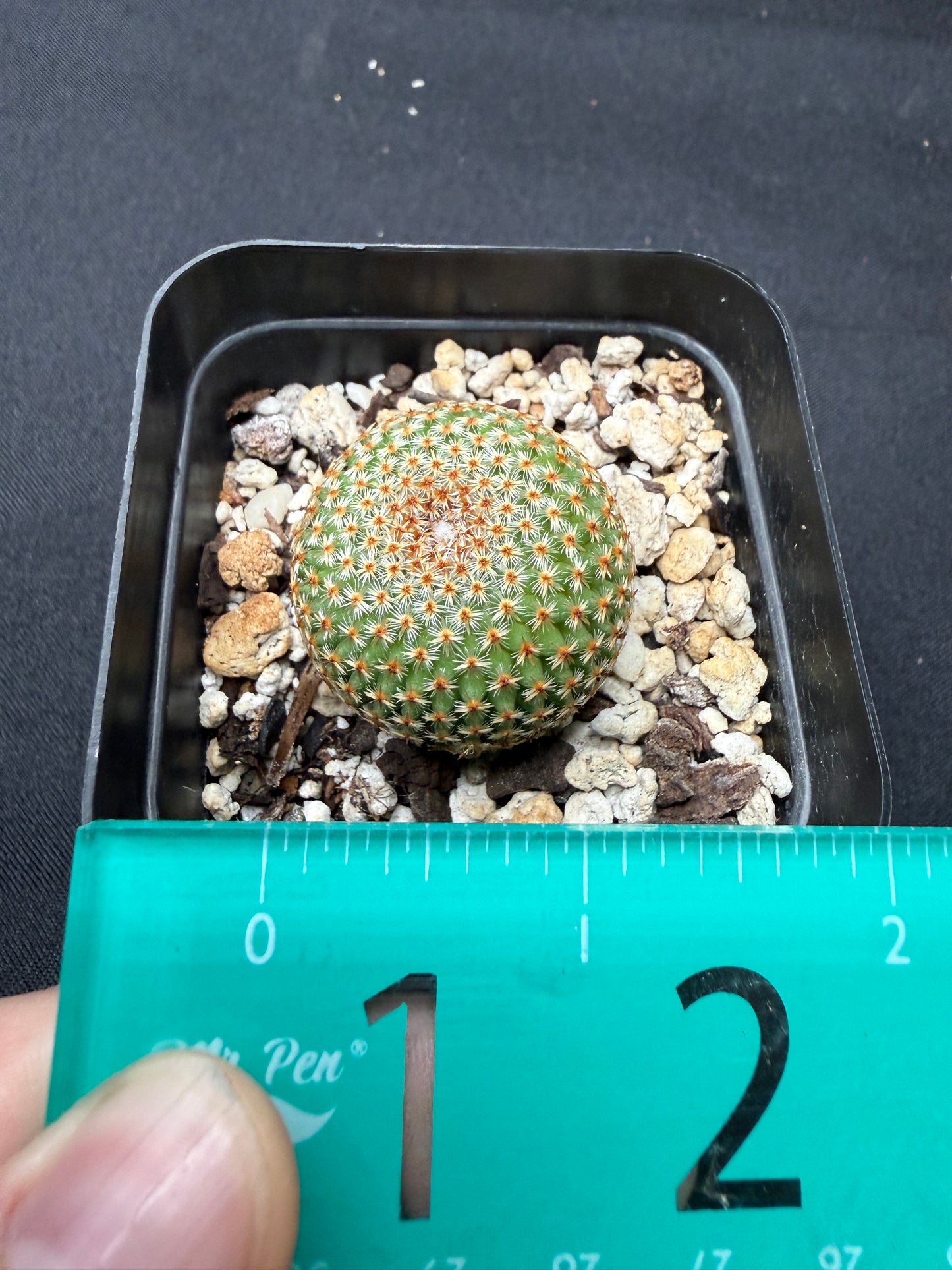 Mammillaria crucigera rare 4516