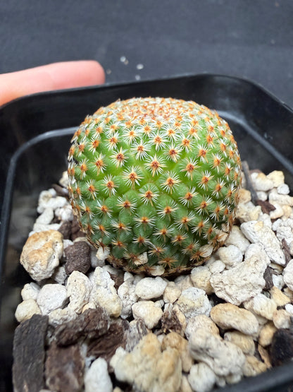 Mammillaria crucigera rare 4516