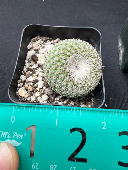Epithelantha unguispina rare 740