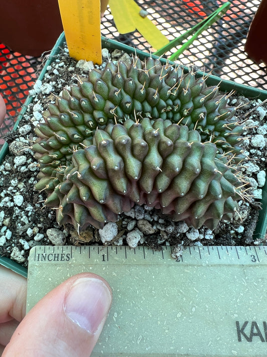 Gymnocalycium friedrichii crest in 4.25 inch pot