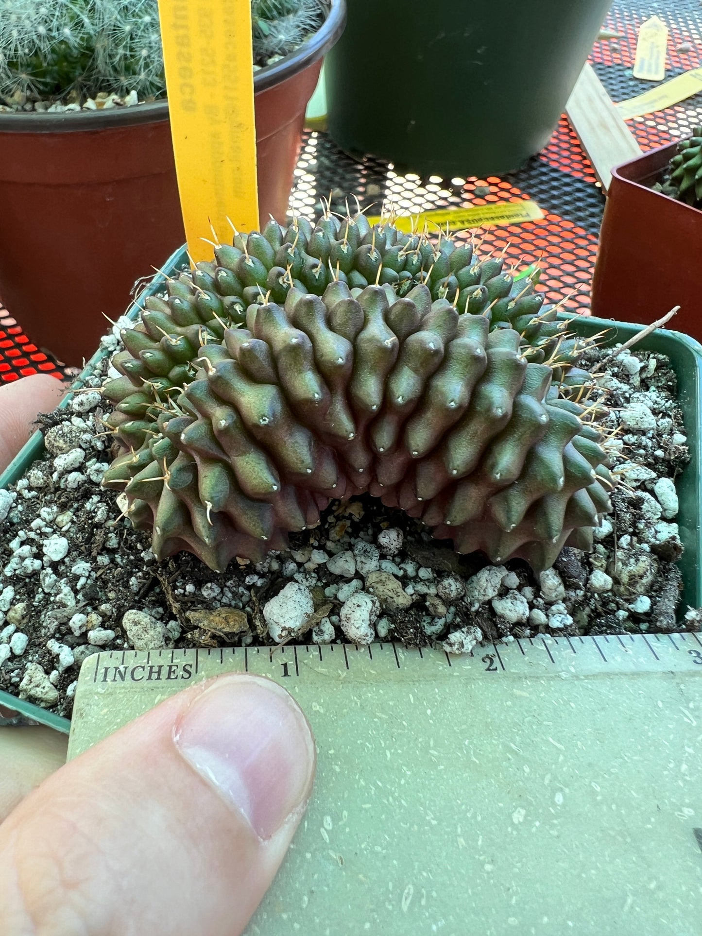 Gymnocalycium friedrichii crest in 4.25 inch pot