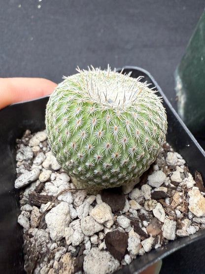 Epithelantha unguispina rare 740