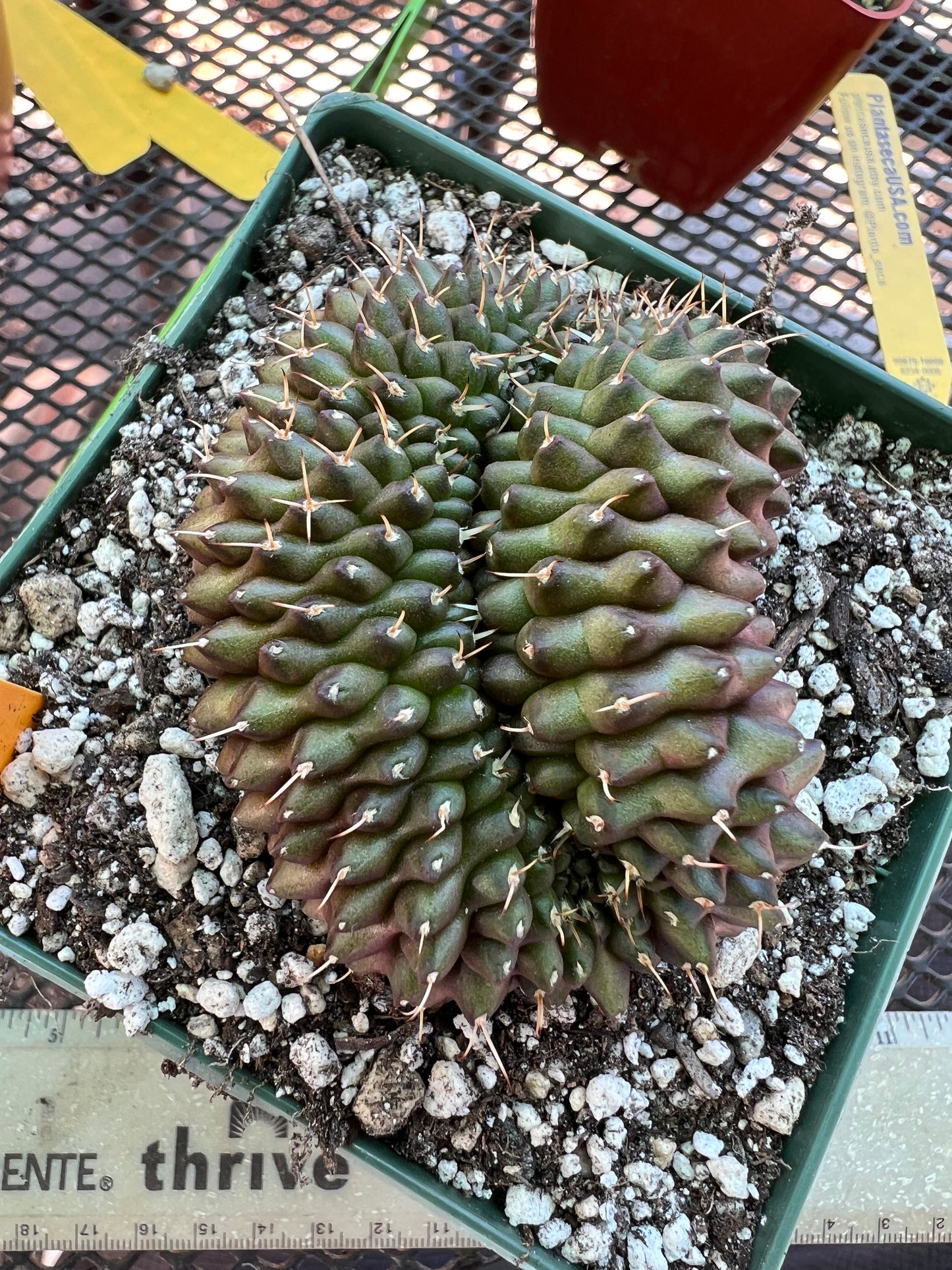 Gymnocalycium friedrichii crest in 4.25 inch pot