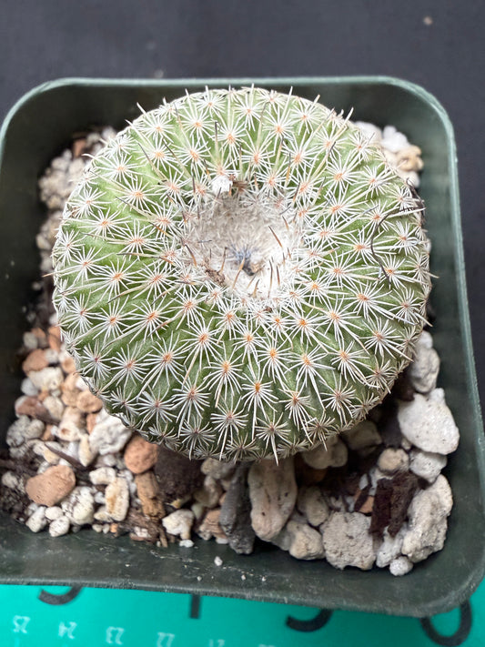 Epithelantha unguispina 780