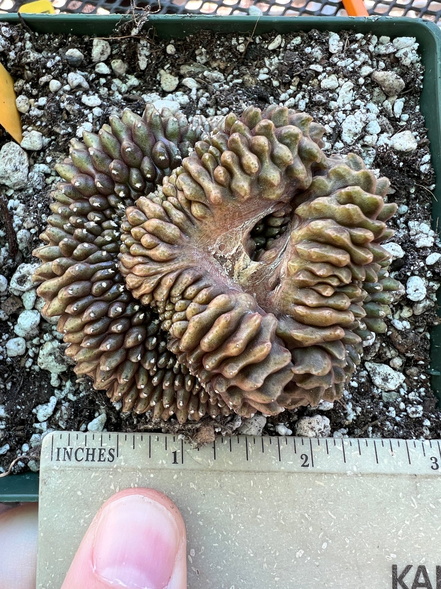 Gymnocalycium inermis crest in 4.25 inch pot